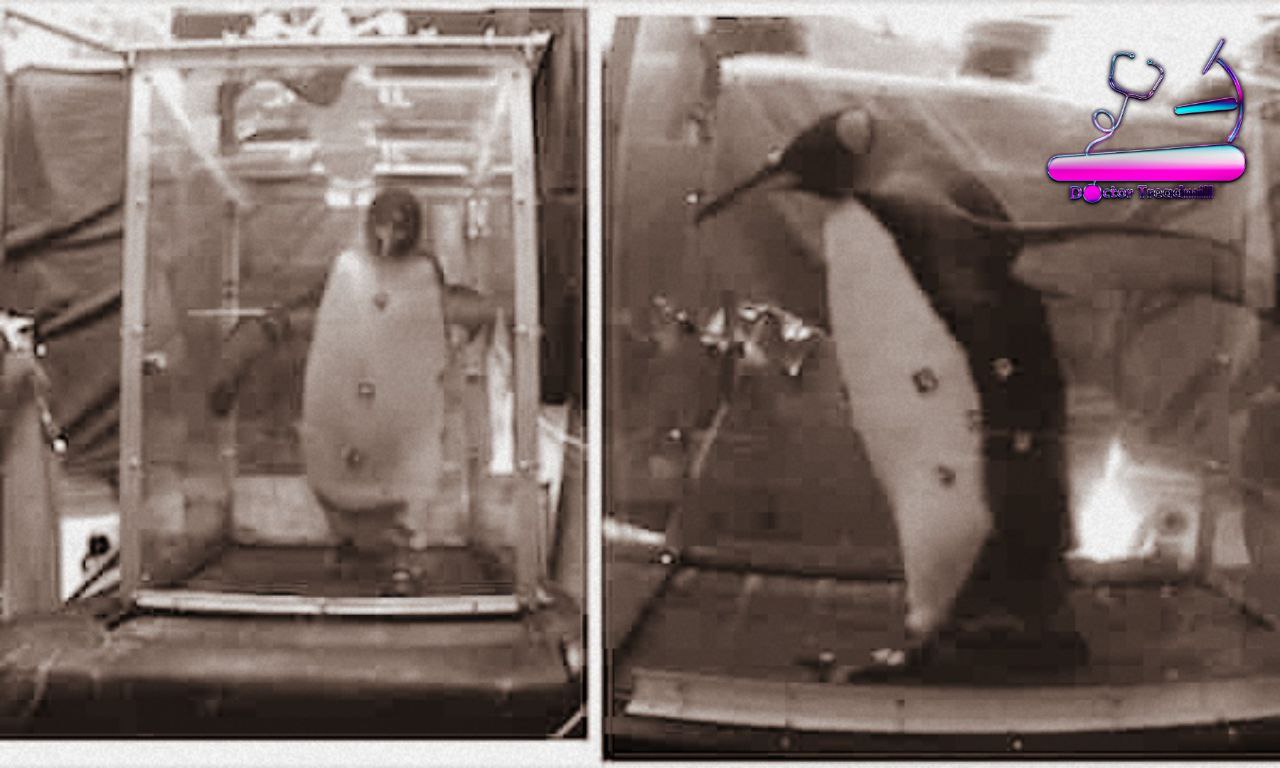 پنگوئن ها بر روی تردمیل